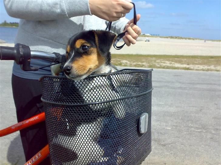 Jack russell terrier Lilo - Første tur i cykelkurven. Det kunne Lilo godt li´! billede 3