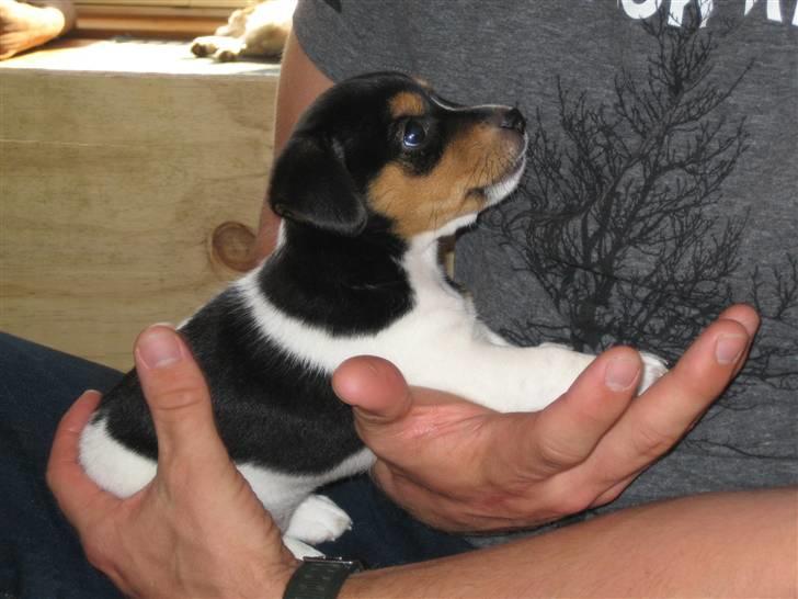 Jack russell terrier Lilo - Her er vi på besøg hos hvalpene. Lile er 5 uger gammel... billede 4