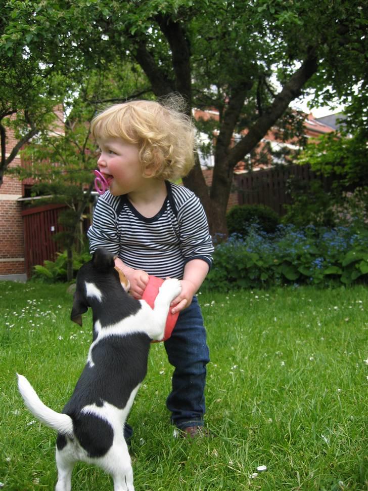 Jack russell terrier Lilo - Lilo leger med 1½ år gamle Ellen ude i haven. billede 5