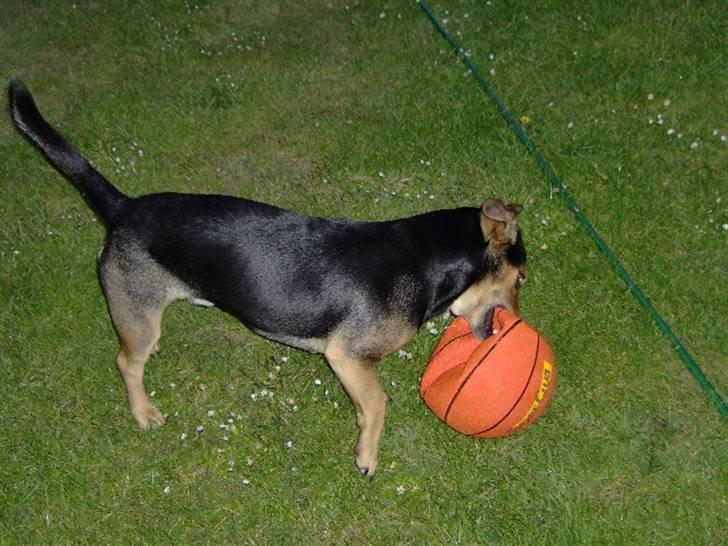 Blanding af racer Sofus - Juhu ny bold billede 14