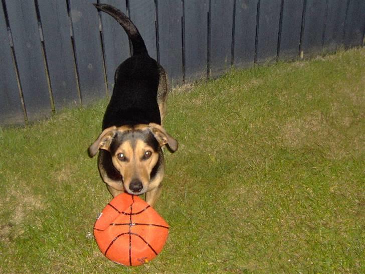 Blanding af racer Sofus billede 15