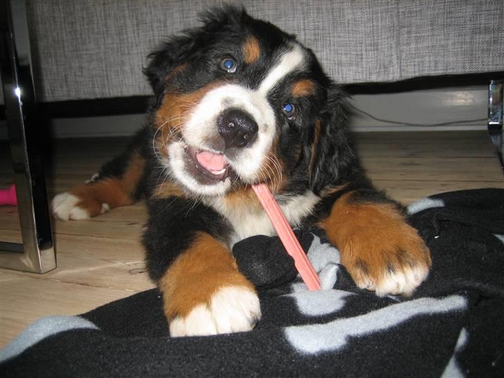 Berner sennenhund Luna - Mmm.. Tyggeben er bare lige sagen for sådan en viffer som mig :) billede 7