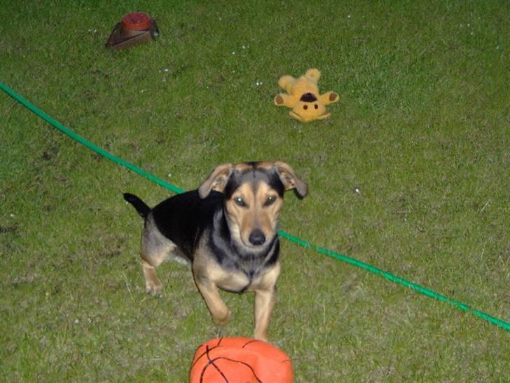 Blanding af racer Sofus - Sån ser en bold ud efter ti min. billede 16