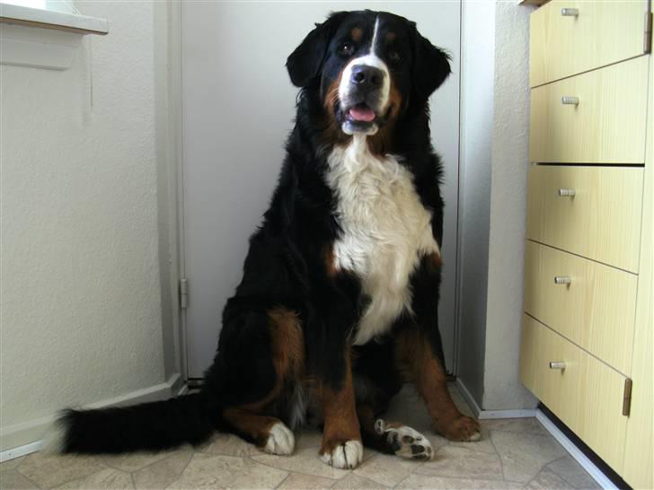 Berner sennenhund Luna - Jeg er bare en rigtig bamdit...! billede 8