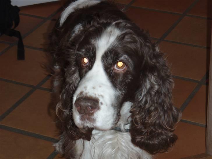 Engelsk springer spaniel Lady (Mary Pickford) - Hun er bare så sød!! Den gamle tøs=) billede 12