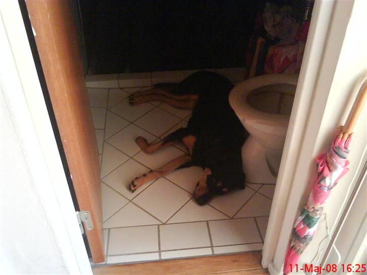 Blanding af racer Freja himmelhund - frejas bedste sted at ligge når det bliver for varmt, på det kolde toilet gulv billede 14