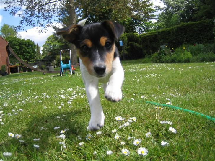 Jack russell terrier Lilo - "Jeg er hurtig! Jeg er jo en jagthund...en lille en..." billede 6