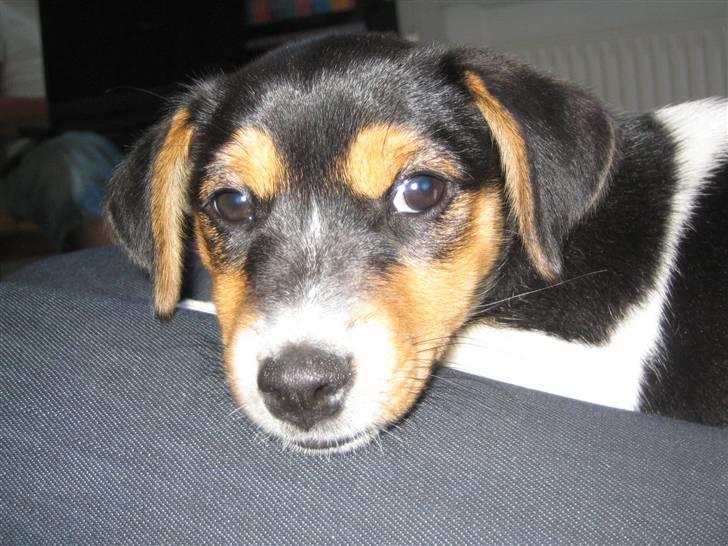 Jack russell terrier Lilo billede 7