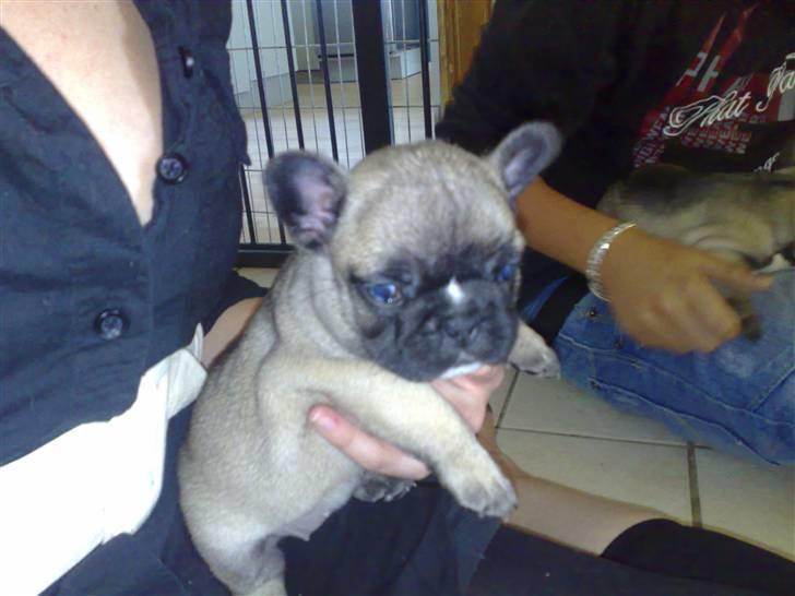 Fransk bulldog Asia billede 6