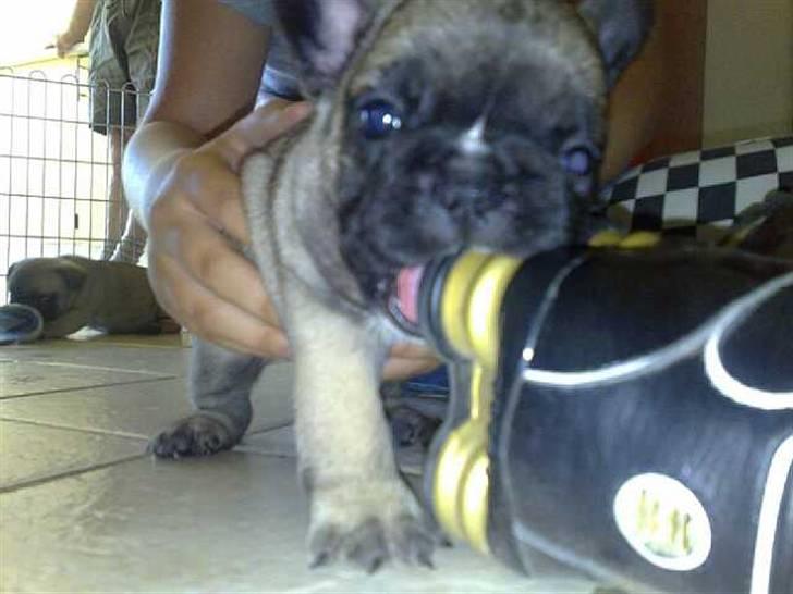 Fransk bulldog Asia billede 7