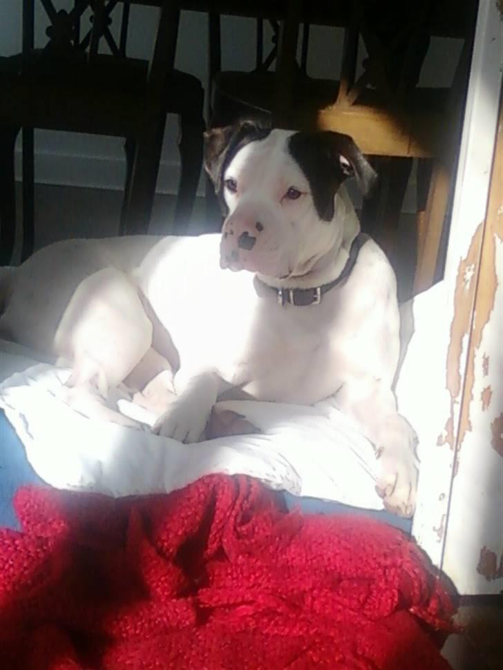 Amerikansk bulldog Freja billede 7