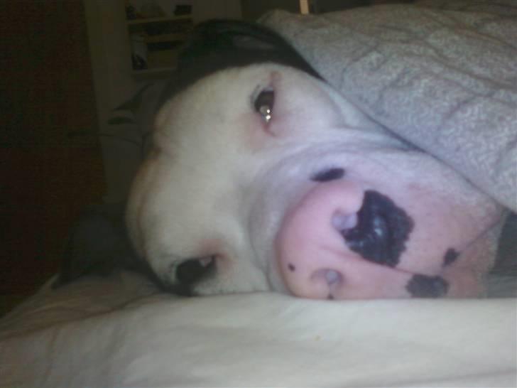 Amerikansk bulldog Freja billede 8