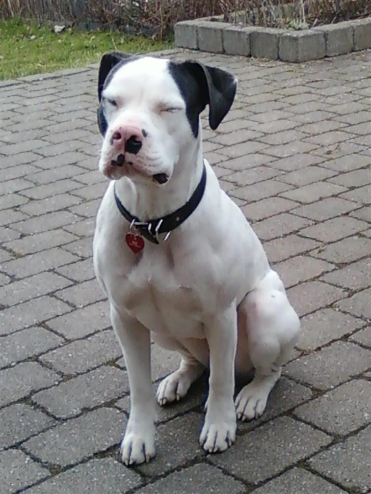 Amerikansk bulldog Freja billede 9