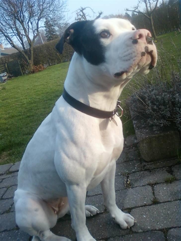 Amerikansk bulldog Freja billede 10