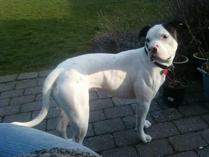 Amerikansk bulldog Freja billede 11