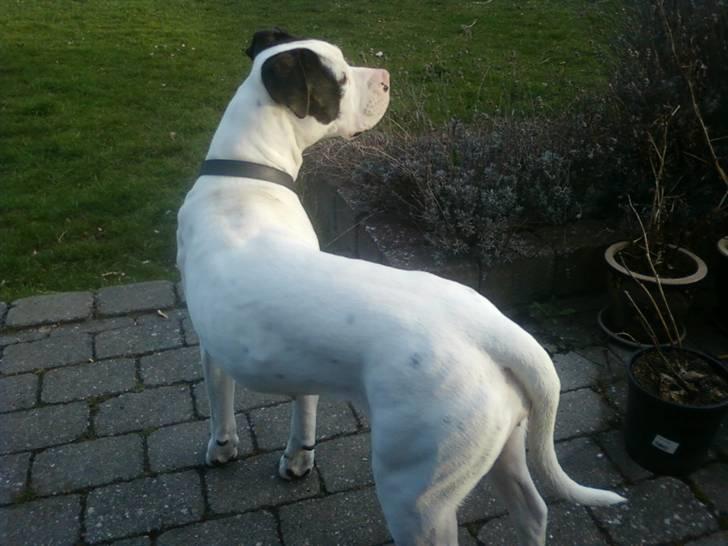 Amerikansk bulldog Freja billede 12