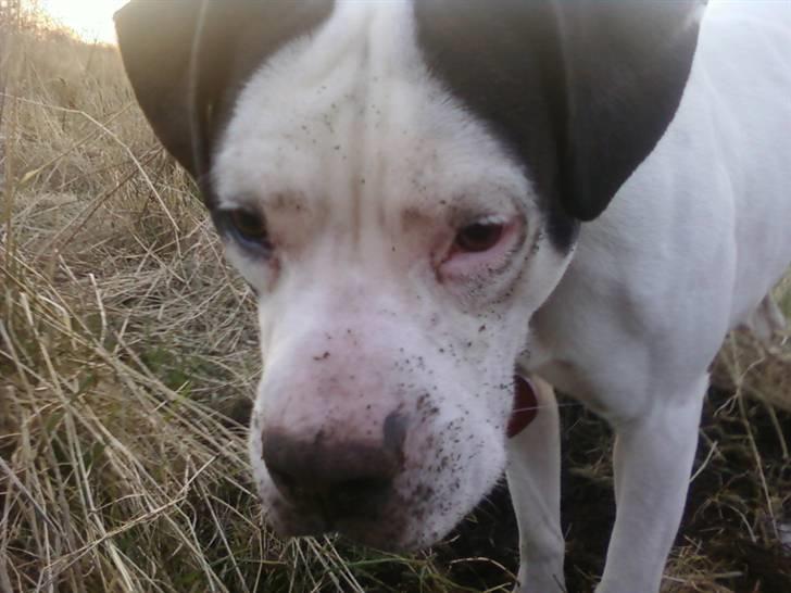 Amerikansk bulldog Freja billede 16
