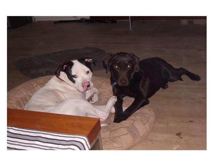 Amerikansk bulldog Freja - Freja og brors labrador Jasmin billede 17