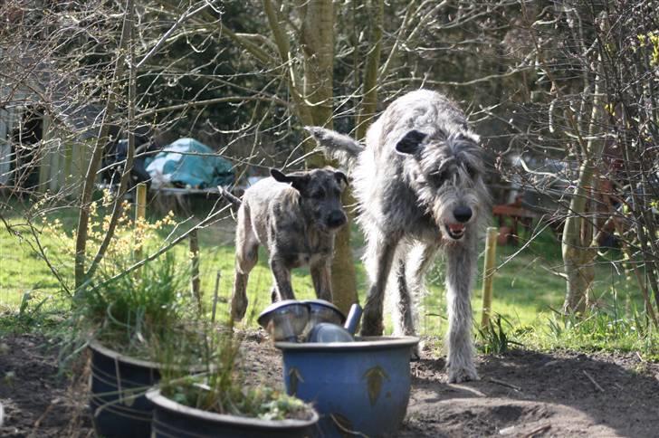 Irsk ulvehund Azimut - kom, vi skynder os ind til aftensmaden (4 mdr) billede 10