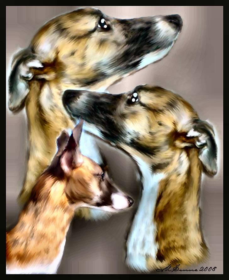 Whippet Yessi - KÆMPE TAK til Marianne !!! Du har bare ramt Yessi SÅ godt. Så elegant og dog blid i hendes udtryk!   :) billede 10