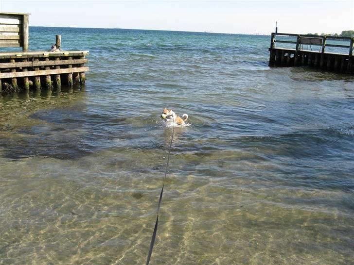 Parson russell terrier Kvik - Første strandtur uhh det var dejligt billede 11