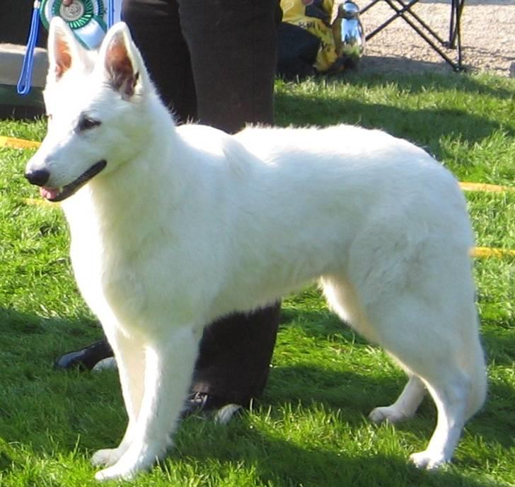 Hvid Schweizisk Hyrdehund Cherie billede 1