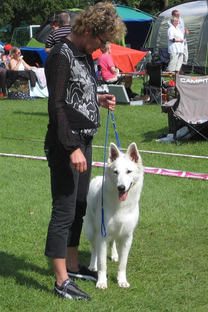 Hvid Schweizisk Hyrdehund Cherie billede 2