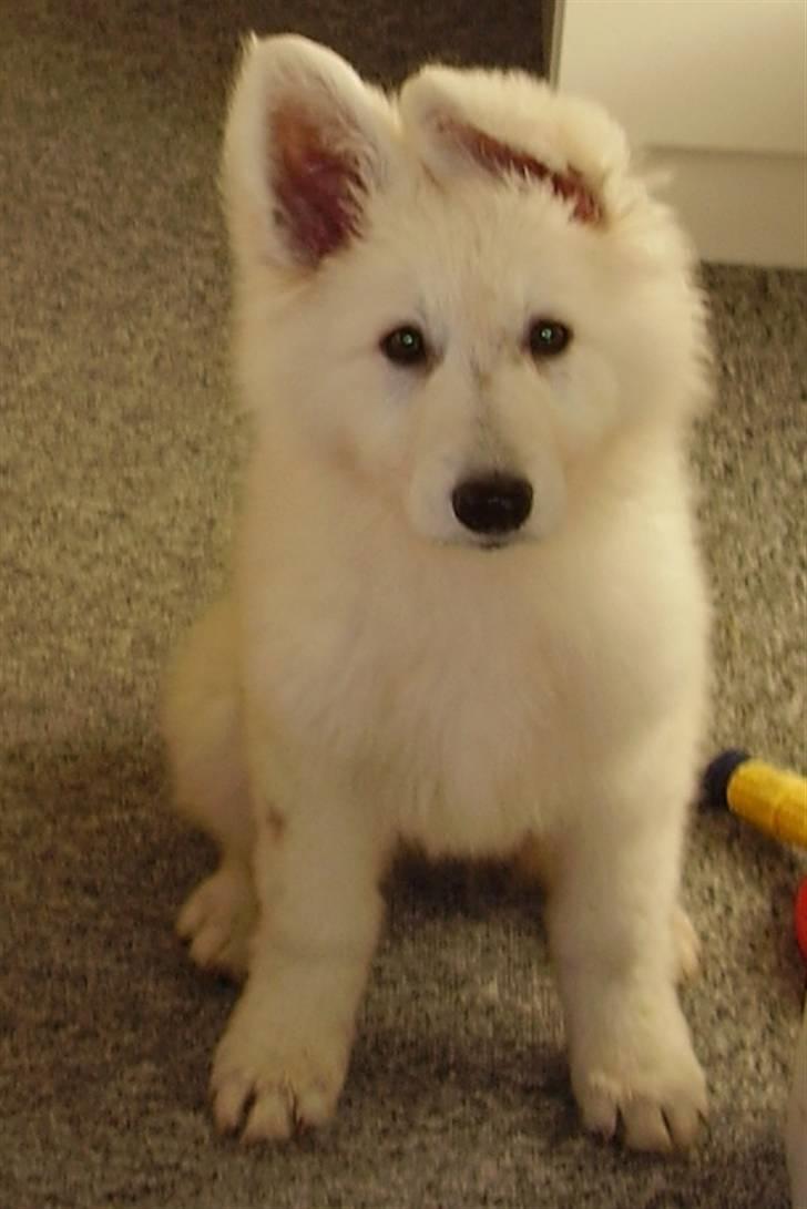 Hvid Schweizisk Hyrdehund Cherie - Lille Risse-Pigen 10 uger gammel billede 3