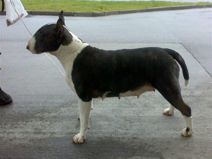 Bullterrier Molly +++R.I.P.+++ billede 10