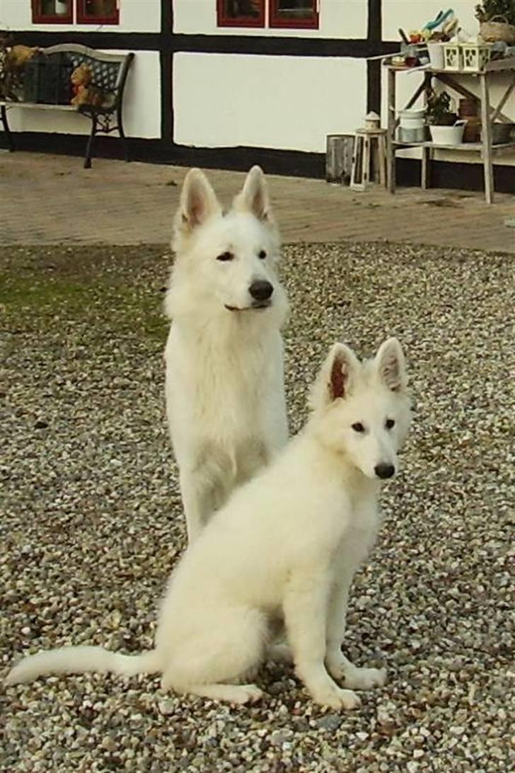 Hvid Schweizisk Hyrdehund Cherie - Cherie og Vi2 hjemme på gårdspladsen billede 4