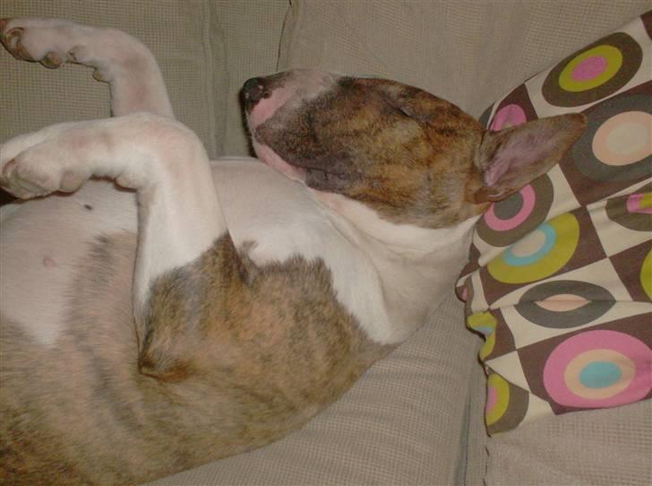 Bullterrier Alma  billede 11