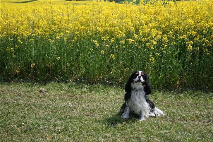 Cavalier king charles spaniel  Gibson  - Se hvor fin jeg er....Maj 08 billede 13