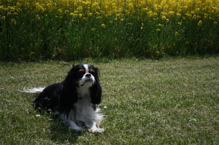 Cavalier king charles spaniel  Gibson  - Ahh det er bare hyggeligt at være med på udflugt. Maj 08 billede 14