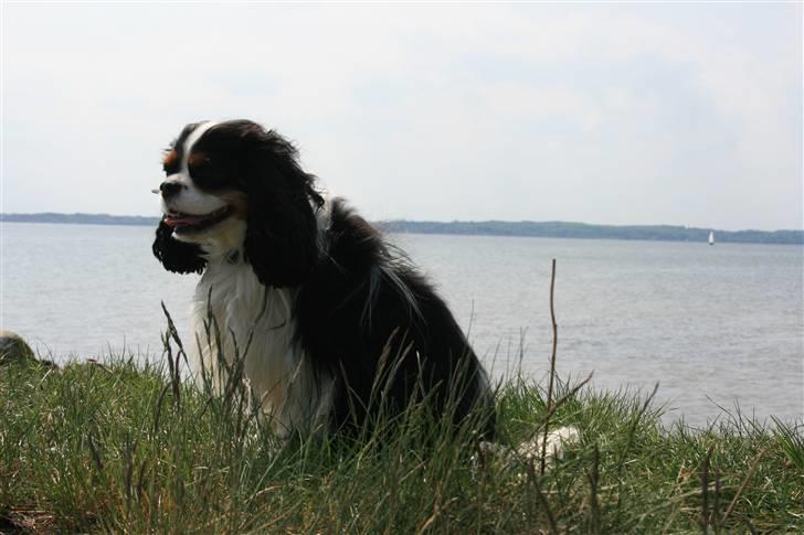 Cavalier king charles spaniel  Gibson  - Pyha det er varmt... Maj 08 billede 15