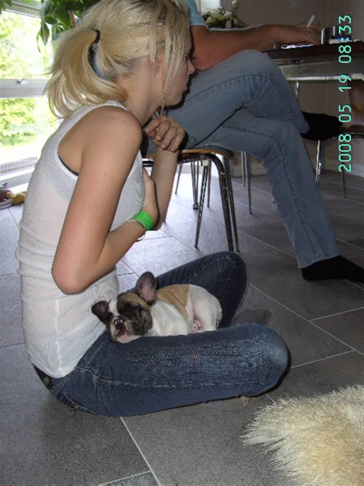 Fransk bulldog chanel - Katrina og Chanel billede 17
