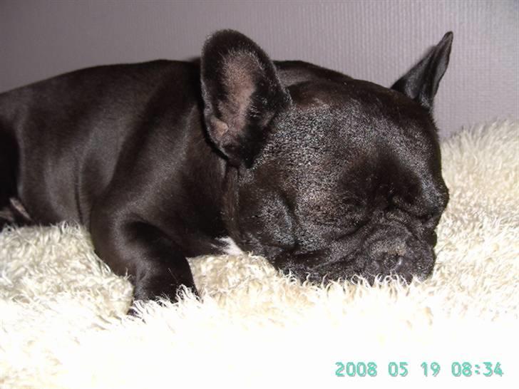 Fransk bulldog chanel - Chateau billede 18