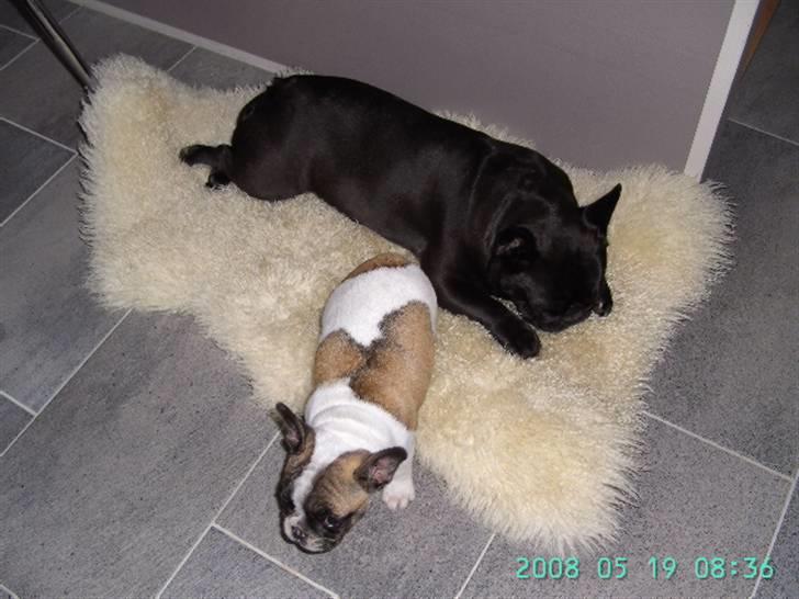 Fransk bulldog chanel - Chateau og Chanel billede 19