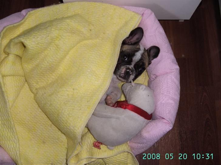 Fransk bulldog chanel - Hvad er hund og hvad er bamse ? billede 20