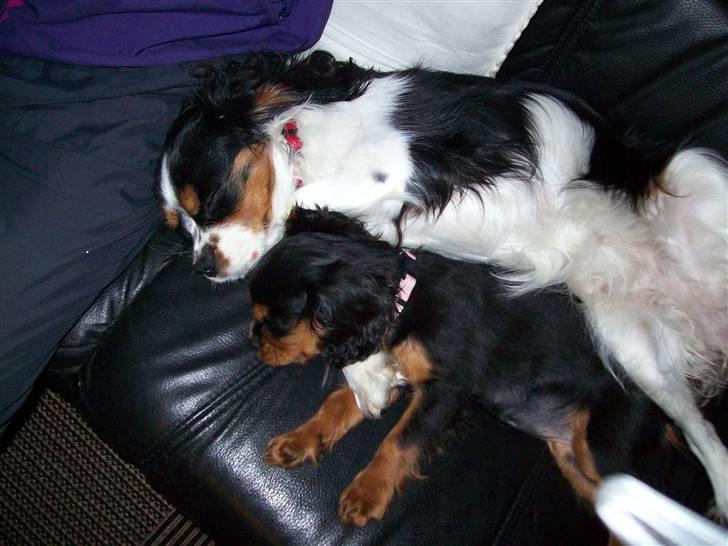 Cavalier king charles spaniel maddie - Sådan elsker jeg at slappe af, sammen med min søster billede 1