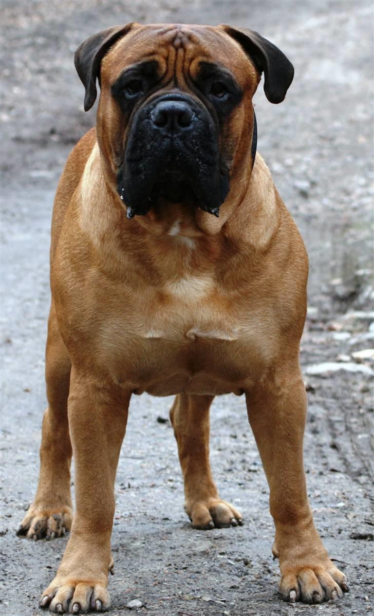 Bullmastiff Zakaa - Februar 2009, LARS OLRIK er fotograf....  her er jeg 4 1/2, på vej i Rude Skov... billede 17