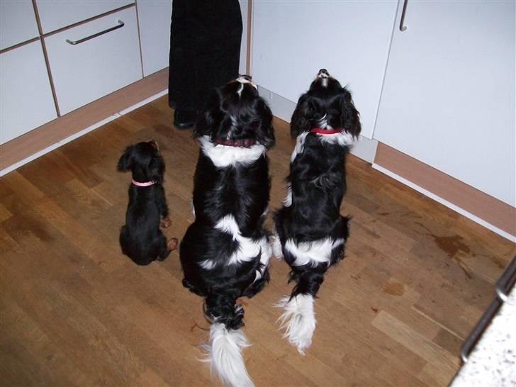 Cavalier king charles spaniel maddie - Så er det vist ved at være spisetid. billede 2