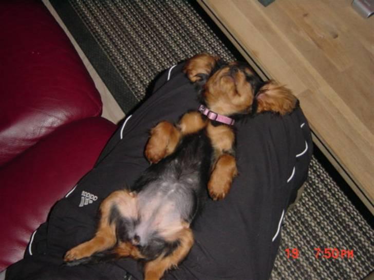 Cavalier king charles spaniel maddie - hvad syntes i jeg ligner her. billede 3