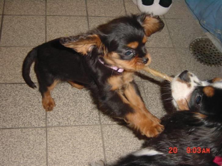 Cavalier king charles spaniel maddie - Hvem er stærkest. billede 4