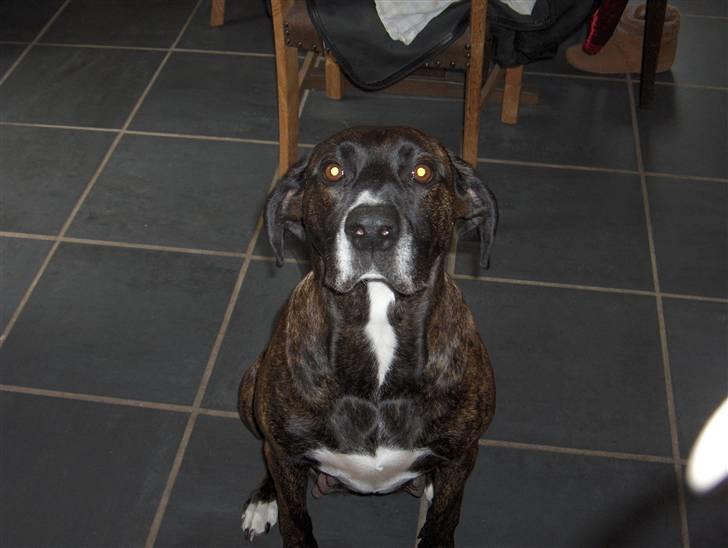 Blanding af racer shaki - shaki gravid billede 1