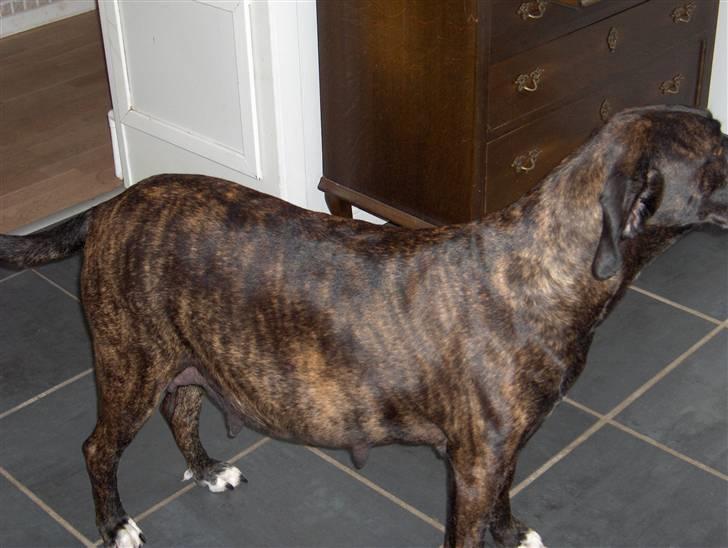 Blanding af racer shaki - shaki gravid billede 2