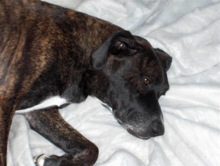 Blanding af racer shaki - shaki gravid billede 3