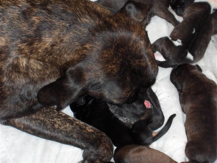 Blanding af racer shaki - shaki og hvalpene billede 4