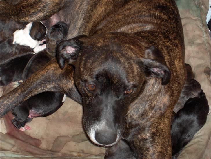 Blanding af racer shaki - shaki og hvalpene billede 5