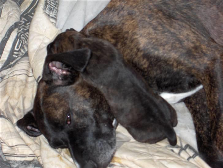 Blanding af racer shaki - shaki og hvalpene billede 6