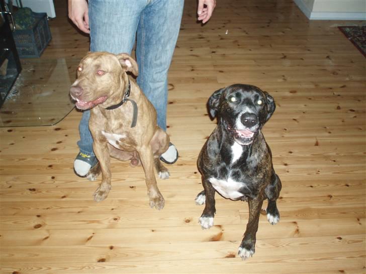 Blanding af racer shaki - shaki og gismo, hendes søn fra første kul billede 7